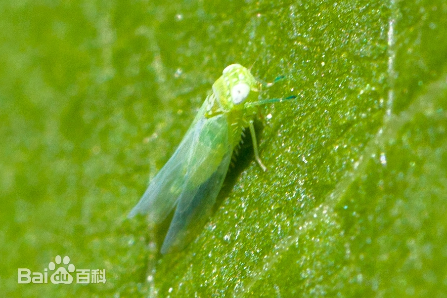 小绿叶蝉咬人